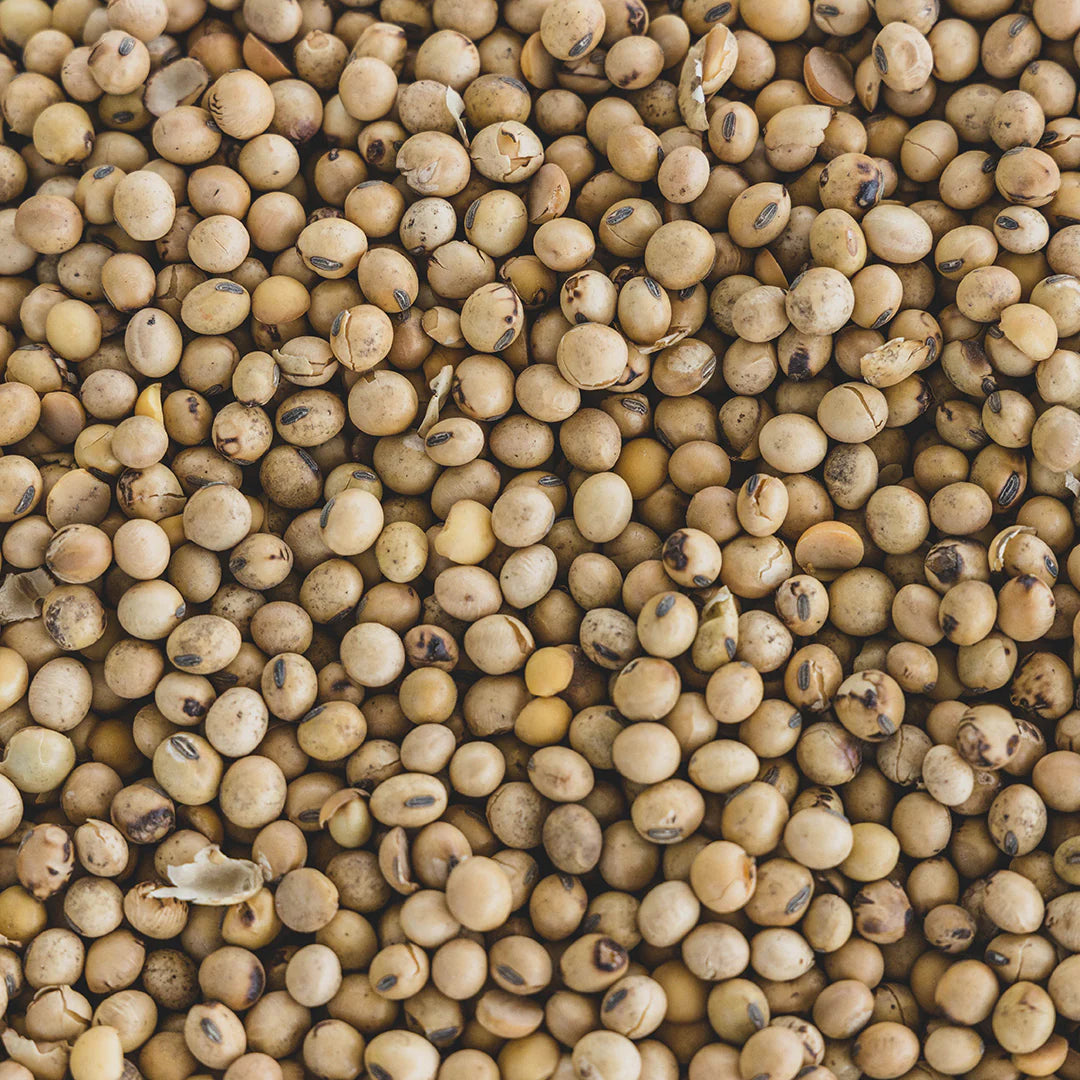 BACKWOODS FLAMED KISSED SOYBEANS