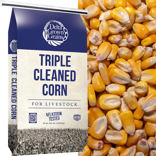 Triple Cleaned Corn