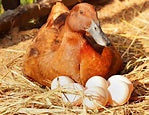 Duck Eggs