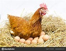 Chicken Eggs